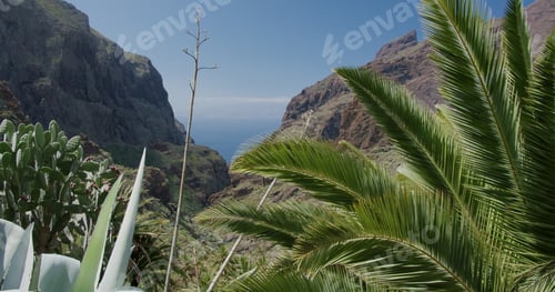 Preview: Tropical palm tree leaves moving in the wind in Masca Gorge Tenerife, Canary Islands, Spain