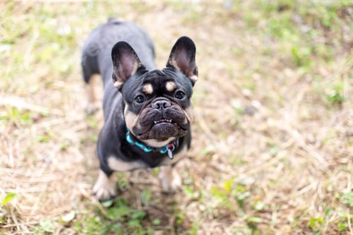 Preview: A Dog Of The French Bulldog Breed