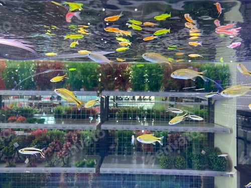 Preview: Colourful fishes in the aquarium