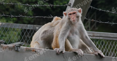 Preview: Monkey helps delousing each other