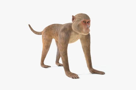 Preview: Rhesus Macaque Monkey - Game Ready