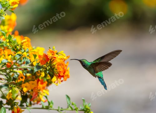 Vibrant Hummingbird Nectaring on Tropical Orange Flowers