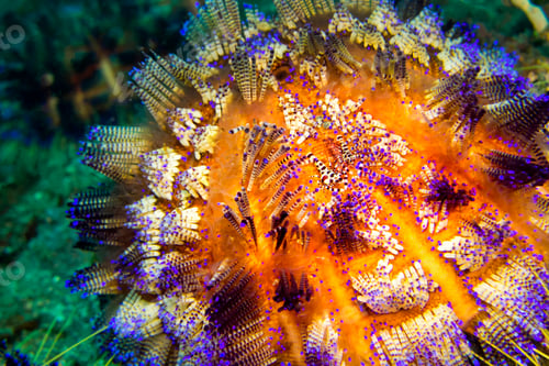 Preview: Variable Fire Urchin, Lembeh, North Sulawesi, Indonesia