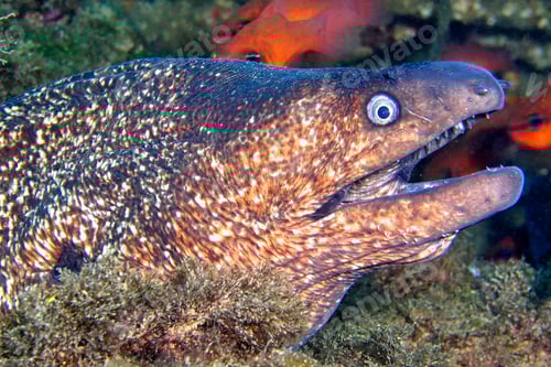 Preview: Mediterranean Moray, Cabo Cope-Puntas del Calnegre Natural Park, Spain