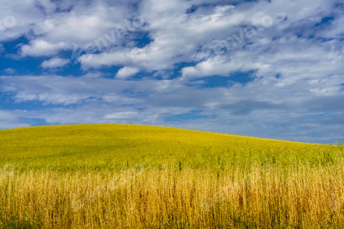 Preview: Rural landscape near Ostra Vetere and Cingoli, Marche, Italy