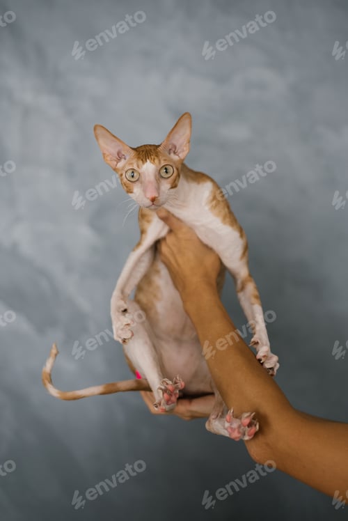 Preview: Favorite red cat Cornish Rex is sitting in the arms of the owner