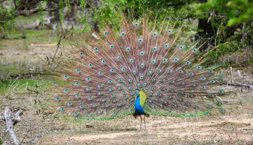 Preview: Peacock dance display at Yala National Park, Sri Lanka. The feathers are spread in a full fan