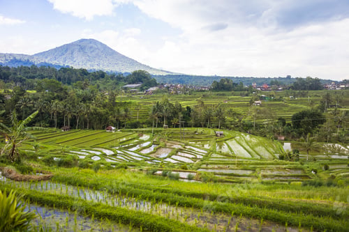 Preview: Rice fields of Jatiluwih in southeast Bali