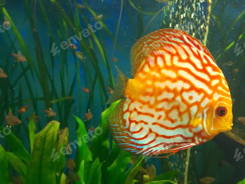 Preview: Orange fish in an aquarium