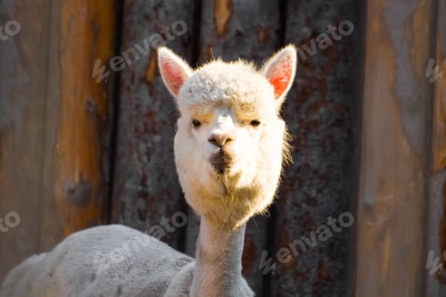 Preview: Lama, alpaca looks at the camera. Portrait of a cute alpaca
