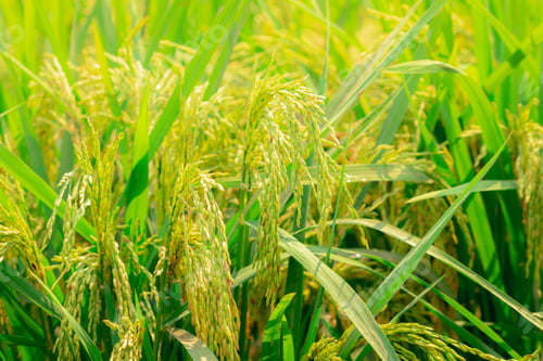 Preview: Selective focus on ear of rice. Green paddy field. Rice plantation. Organic rice farm in Asia. Rice