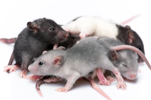 Preview: cute baby rats