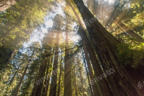 Preview: Sunlight bursting through the redwood trees in Northern California