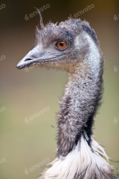 Preview: ostrich