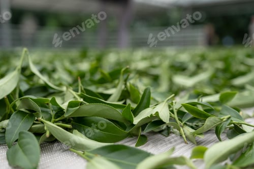 Preview: Fresh green tea leaves in drying processing, farm production factory