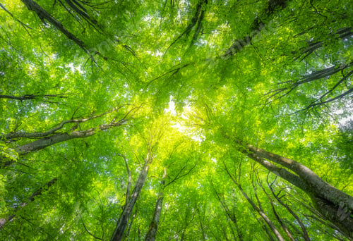 Preview: Beautiful green forest at sunset in summer. Blooming trees