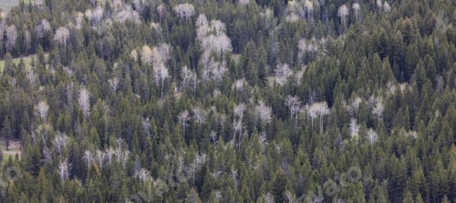 Preview: Trees and Forest in American Landscape. Spring Season.