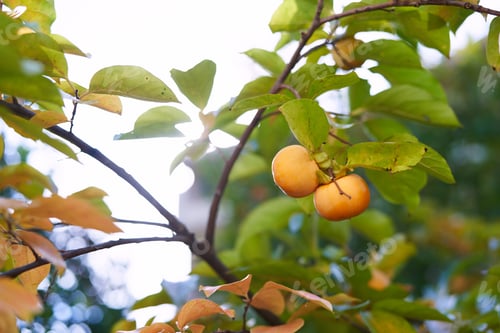 Preview: Orange persimmon ripens on a green tree against a sunny sky