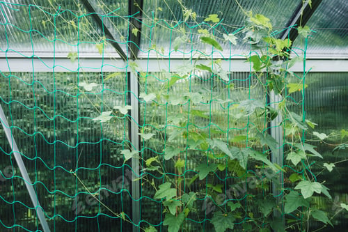 Preview: Green Vine Growing on Trellis Indoors