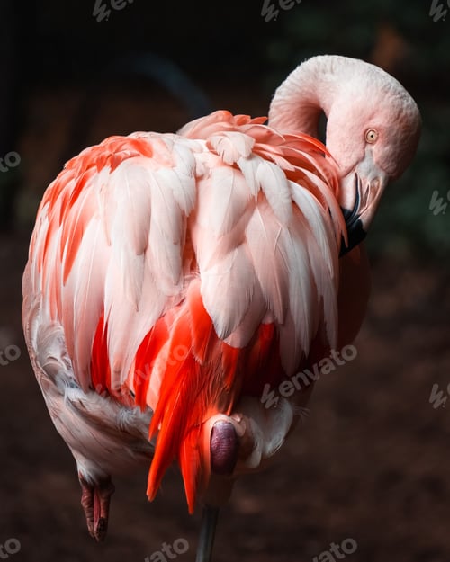 Preview: Closeup shot of a pink flamingo in its natural habitat
