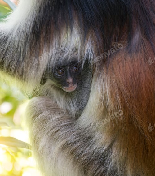 Preview: little face of monkey kid in mother fur