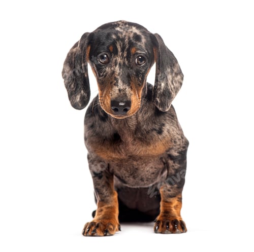 Preview: Adorable dachshund puppy sitting and looking at camera