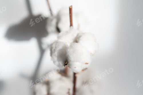 Preview: Beautiful cotton branch. Delicate white cotton flowers.