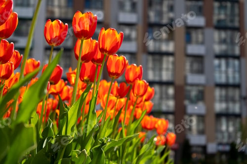 Preview: Red tulips background. Beautiful tulip. Flower bud in spring in the sunlight. Flowerbed with flowers