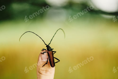 Preview: beautiful big Monochamus on humans hand finger in sunny spring meadow, environment protect