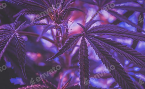 Preview: Close up of cannabis leafs under purple grow light