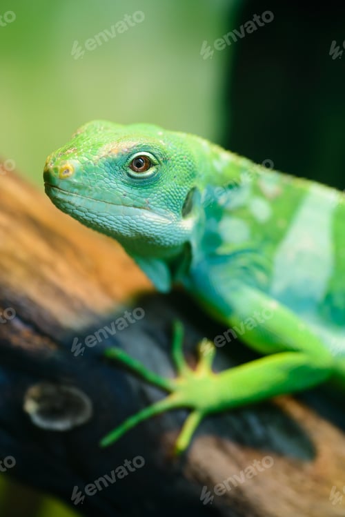 Preview: Green lizard, Fiji banded iguana