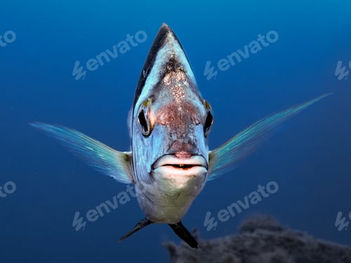 Preview: Close up of a two-banded sea bream