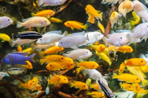 Preview: A dense school of colorful african cichlid fish, swimming in a freshwater aquarium