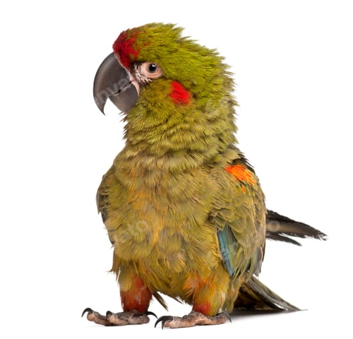 Preview: Red-fronted Macaw, Ara rubrogenys, 6 months old, in front of white background
