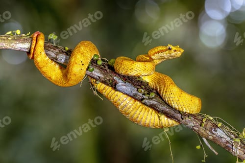 Vista previa: Víbora de pestañas amarillas apoyada en una rama