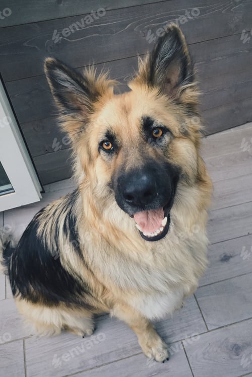 Preview: Shepherd