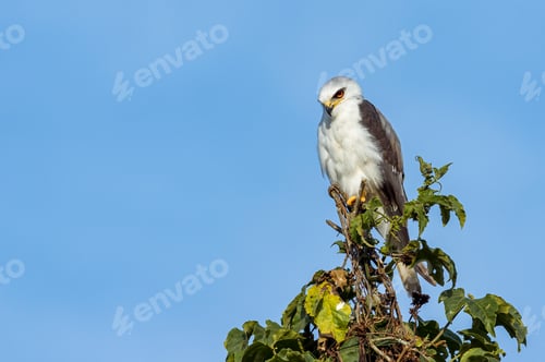 Preview: White-Tailed Kite (Elanus leucurus). Bird of prey perched on top of a tree looking down