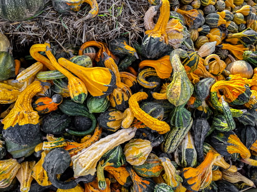 Preview: pumpkin fruit outdoor harvest different types pumpkin varieties food snack copy space food