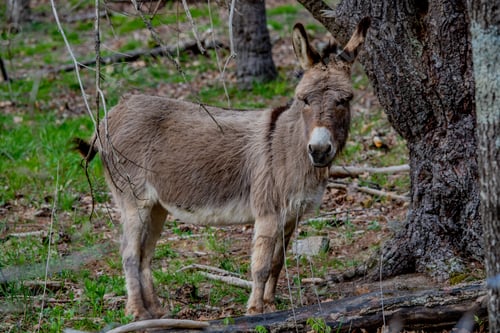 Preview: Donkey in the woods
