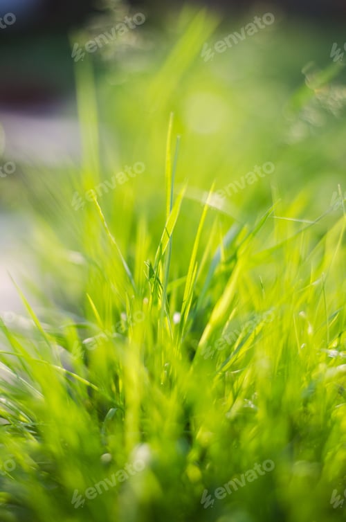 Preview: Green. Green grass. Greenery