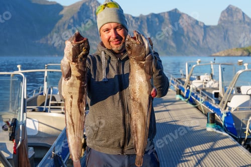 Preview: Fisherman with big wolffish near Lofoten, Senija, Alta Norway. Man holding catch Atlantic wolf fish