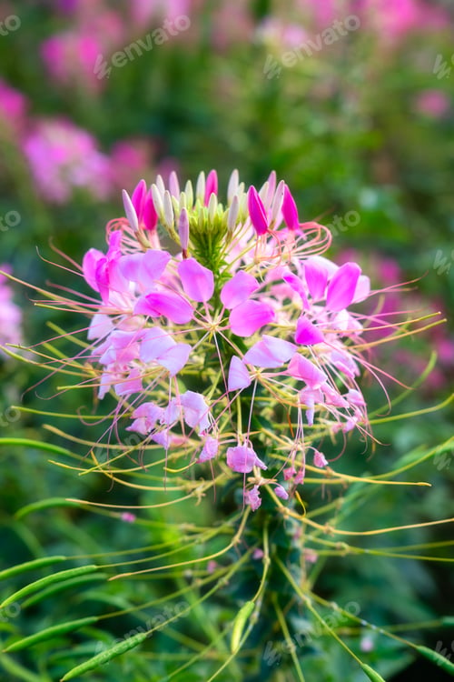 Preview: Spider Flower or Cleome with pink color petal blooming in the garden
