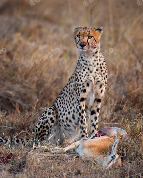 Preview: Cheetah sitting and eating prey, Serengeti National Park, Tanzania, Africa