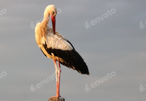 Preview: Close-up of a stork