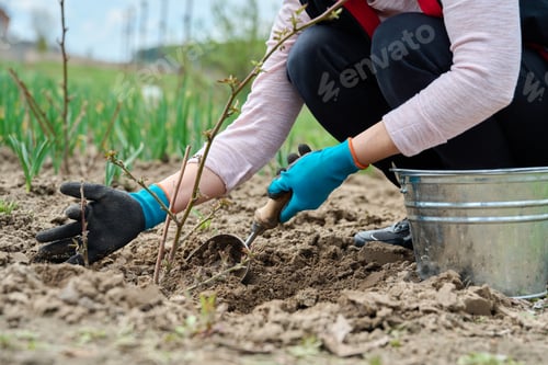 Preview: Close-up of gardener's hands in gloves with shovel digging blackberry bush