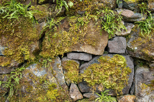 Preview: Old cracked stone background, with growing grass and moss. Rough background texture