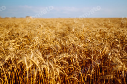 Vista previa: Backdrop of ripening ears of yellow wheat field on sunset Close up nature photo Idea of rich harvest