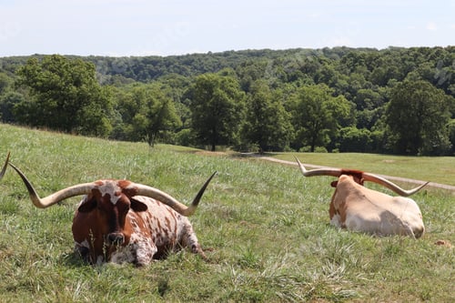 Preview: Texas Longhorns resting on the grass.