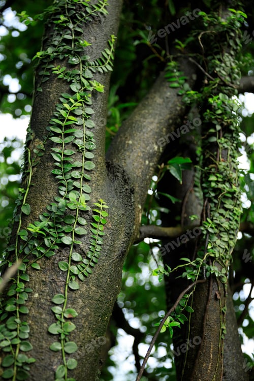 Preview: Parasitic vine wrapped around tree trunk in tropical forest