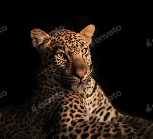 Preview: A Beautiful Zambia Wildlife Place in the World in Picture